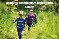 Правила безопасного поведения в лесу
